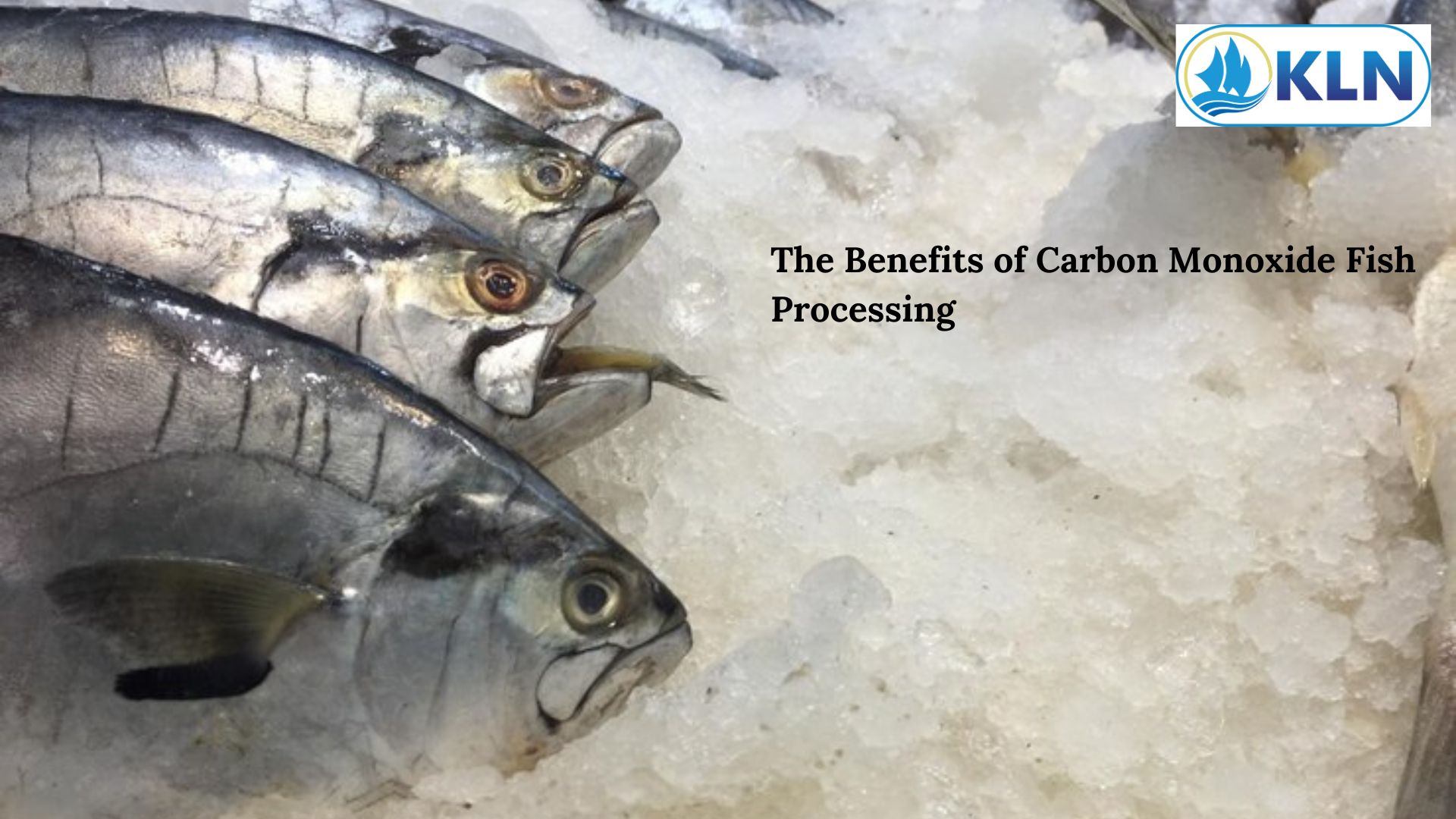 Benefits of Processing Fish with Carbon Monoxide to Improve Freshness and Safety